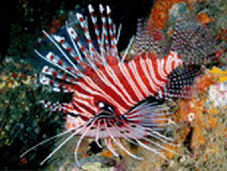 Lion Fish